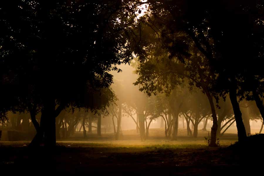 কোলিনের পরিকল্পনা অনুযায়ী প্রতিযোগিতার আয়োজন ফলপ্রসূ হয়। গাছের সন্ধানের জন্য হাইকারদের সংখ্যা বৃদ্ধি পায়। সমাজমাধ্যমেও হাইকারদের তোলা ছবি এবং নিজস্বী ছড়িয়ে পড়ে। কোলিনের বক্তব্য, গাছের মাধ্যমে জায়গাটি প্রচার পাওয়ায় পর্যটকদের সংখ্যা বৃদ্ধি পেয়েছে। ‘বৃক্ষনারী’কে দেখতেই জঙ্গলে হাইক করছেন অনেকে।