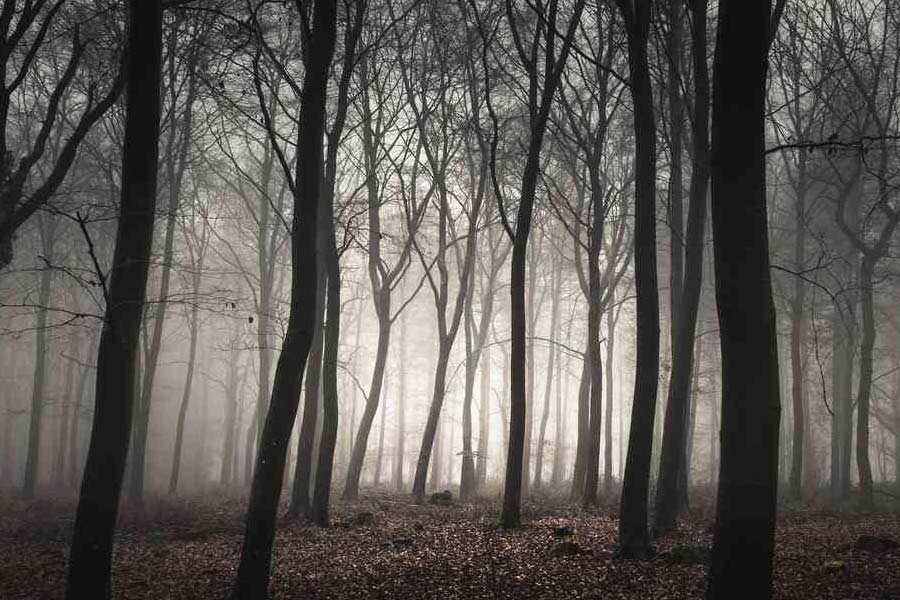 গাছের বাইরের দিকে মাথা বার করতে গিয়ে তা কাটা পড়েছে বলেও মনে করা হয়। জঙ্গলের ভিতর বহু দিন এই গাছ থাকলেও তা নজরে পড়ে ২০২২ সালে।