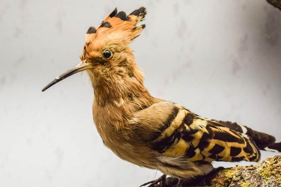 ইহুদি ধর্মগ্রন্থ ‘তালমুদ’-এ বর্ণিত একটি কাহিনি অনুসারে, সলোমন তাঁর বিখ্যাত মন্দিরটি নির্মাণের সময় শামির নামে এক পোকাকে পাথর কাটার কাজে লাগিয়েছিলেন। শামিরের মালিক ছিল ‘হুপো’ নামের এক পাখি। সলোমন দানবরাজ অ্যাশমোডাইকে প্রভাবিত করে হুপোর অবস্থান জানতে চান। দানবেরা নাকি পাখিদের সঙ্গে কথোপকথনের বিদ্যা জানত। সলোমনকে তারা এই বিষয়ে সাহায্য করে।