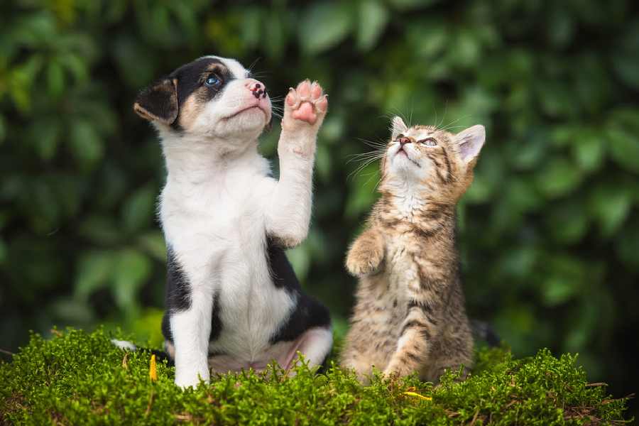 তাঁর মৃত্যুর পর পোষ্যদের যত্ন ও তাদের লালনপালনের কাজে সেই টাকা ব্যবহার করা হবে। মহিলা তাঁর নতুন দলিলের কথা সমাজমাধ্যমে জানিয়েছেন।
