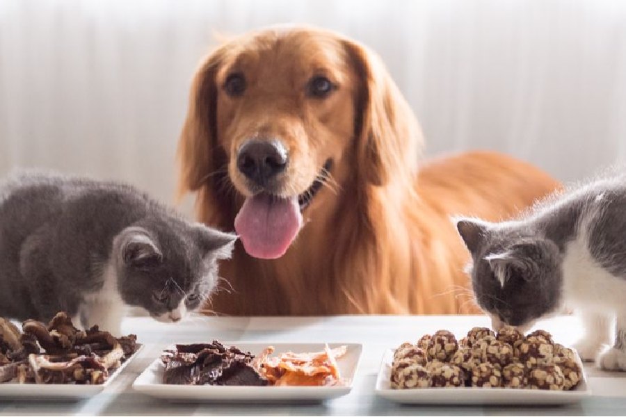 তবে চিনের আইন অনুযায়ী পোষ্যেরা কোনও সম্পত্তির অধিকারী হতে পারে না। তাই অনেকেই মহিলাকে দলিলে পরিবর্তন করার পরামর্শ দিয়েছেন।