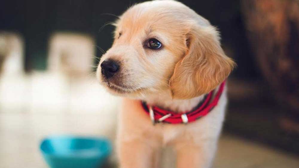 অনেকে এমন পরামর্শও দিয়েছেন, ‘‘আপনি ভরসা করেন এমন কারও নামে সম্পত্তি লিখে দিন। তিনিই আপনার পোষ্যদের দেখাশোনা করবেন।’’