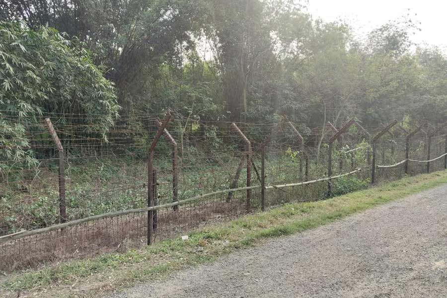 ঘন বাঁশঝাড়ে ঢেকেছে সীমানা।