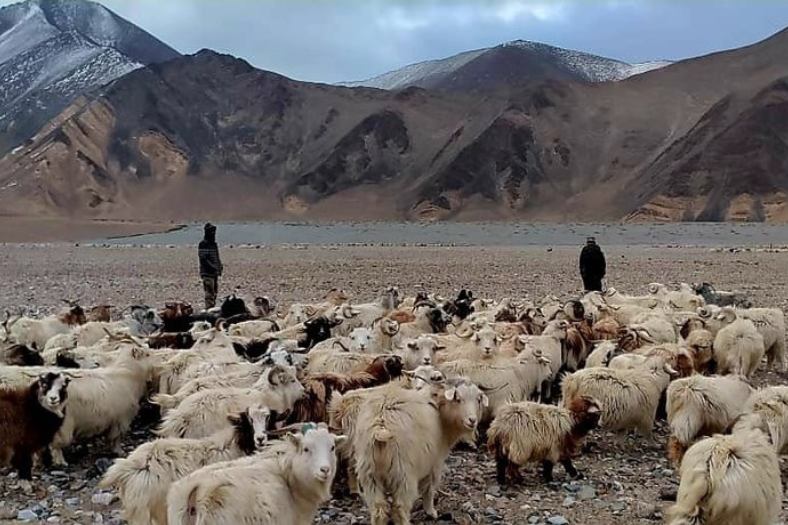 লাদাখে প্রকৃত নিয়ন্ত্রণ রেখা (এলএসি)-র কাছে পশুচারণে বাধা দিয়েছিল চিনা সেনা। রুখে দাঁড়ালেন ভারতীয় পশুপালকেরা। স্পষ্ট জানালেন, ভারতীয় ভুখণ্ডেই রয়েছেন তাঁরা। 