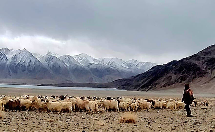 পূ্র্ব লাদাখে যাযাবরদের মূল জীবিকা পশুপালন। ভারত এবং চিনের মাঝে সীমান্তরেখা এলএসির কাছের জমিতে পশু চরাতে নিয়ে যান তাঁরা। 