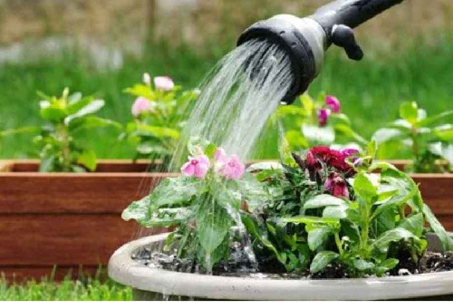 Common Mistakes for new Gardeners to Avoid 