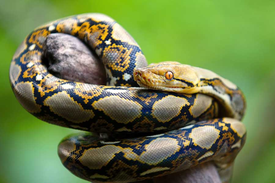 Giant python was found inside power house in Lucknow