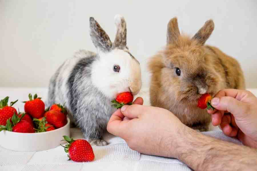 How to Take Care of a Bunny, a Complete Guide