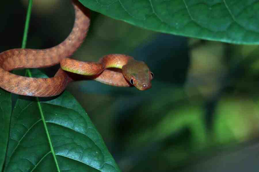 How to keep Insects and Reptiles at bay this Monsoon