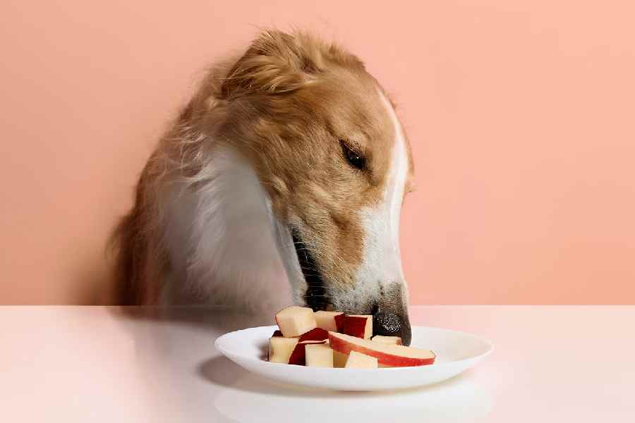 Which Fruits can Dogs Eat