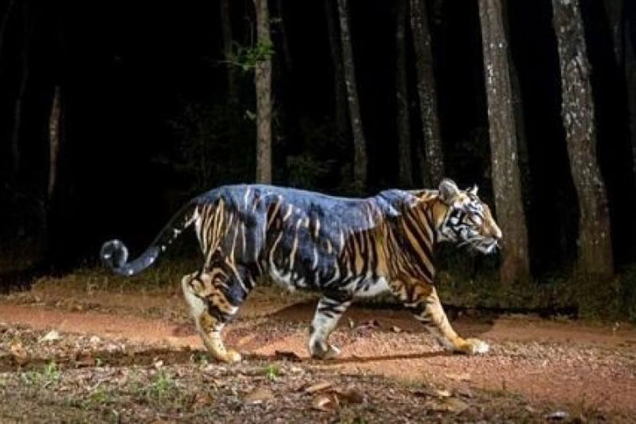 ‘মেলানিস্টিক’ কালো বাঘ। ছবি: সিমলিপাল ব্যাঘ্র প্রকল্পের সৌজন্যে।