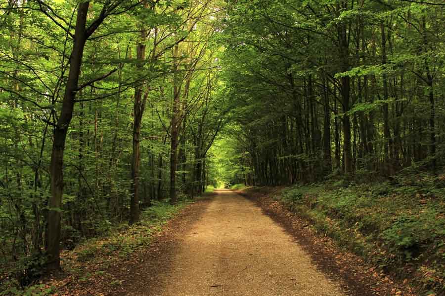 US officials may kill thousands of barred owls and Kenya plan to kill crow