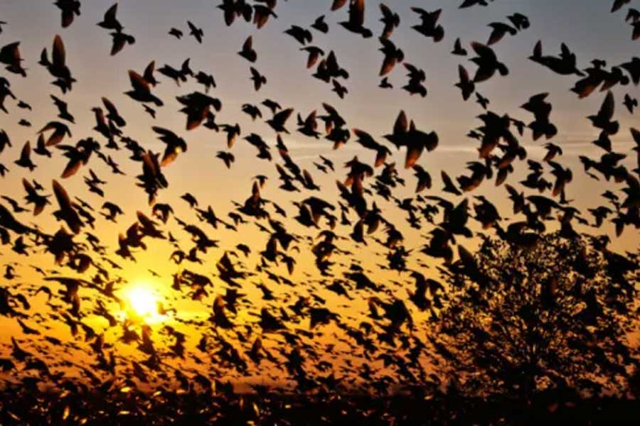 US officials may kill thousands of barred owls and Kenya plan to kill crow