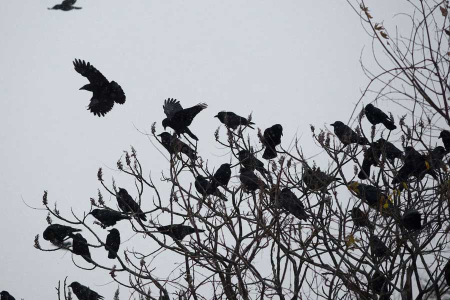 US officials may kill thousands of barred owls and Kenya plan to kill crow