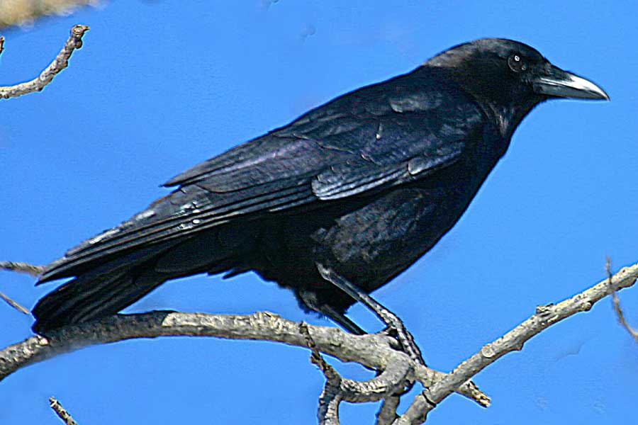 US officials may kill thousands of barred owls and Kenya plan to kill crow