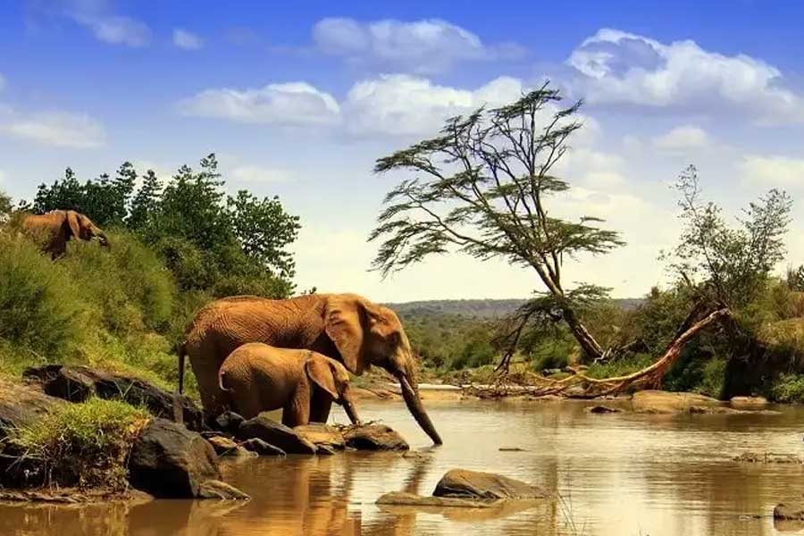 US officials may kill thousands of barred owls and Kenya plan to kill crow