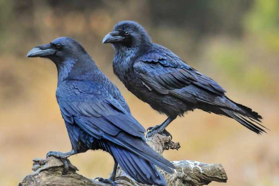 US officials may kill thousands of barred owls and Kenya plan to kill crow