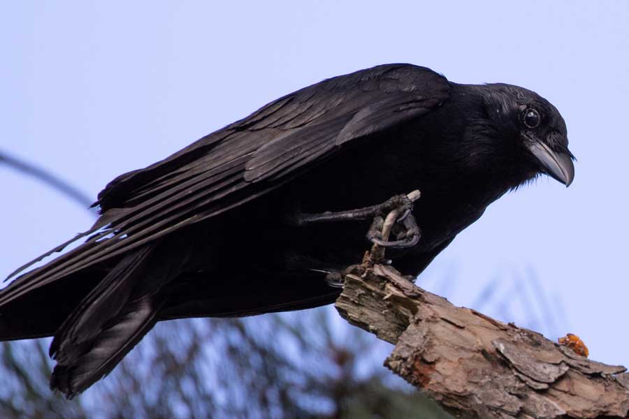 US officials may kill thousands of barred owls and Kenya plan to kill crow