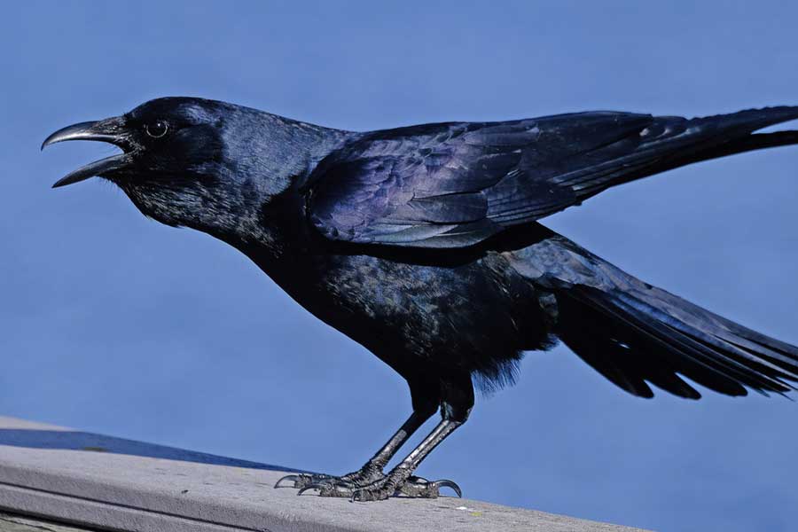 US officials may kill thousands of barred owls and Kenya plan to kill crow