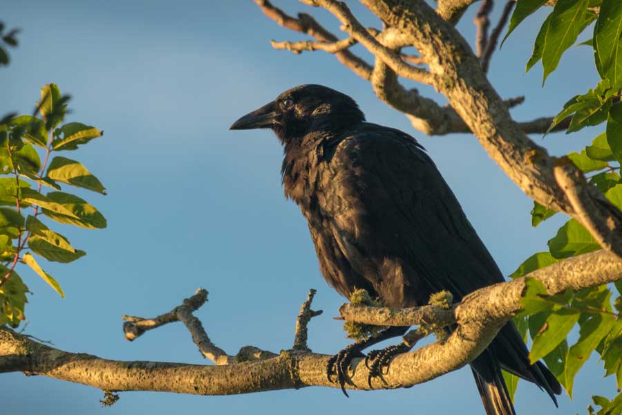 US officials may kill thousands of barred owls and Kenya plan to kill crow