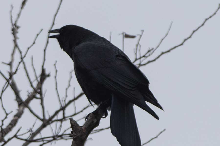 US officials may kill thousands of barred owls and Kenya plan to kill crow