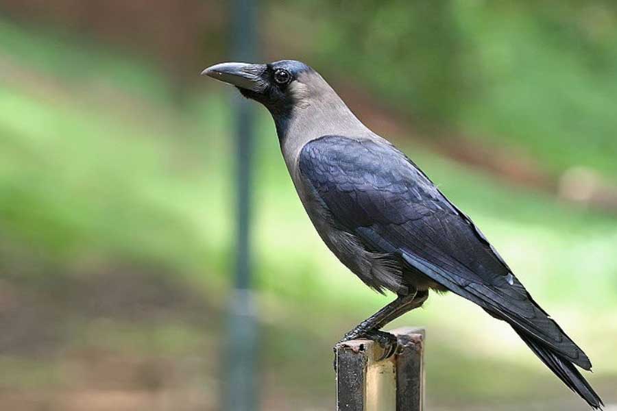 US officials may kill thousands of barred owls and Kenya plan to kill crow