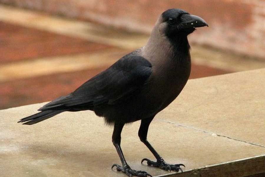 US officials may kill thousands of barred owls and Kenya plan to kill crow