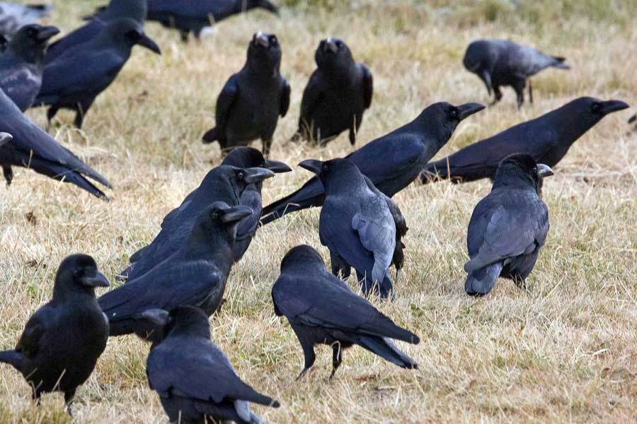 US officials may kill thousands of barred owls and Kenya plan to kill crow