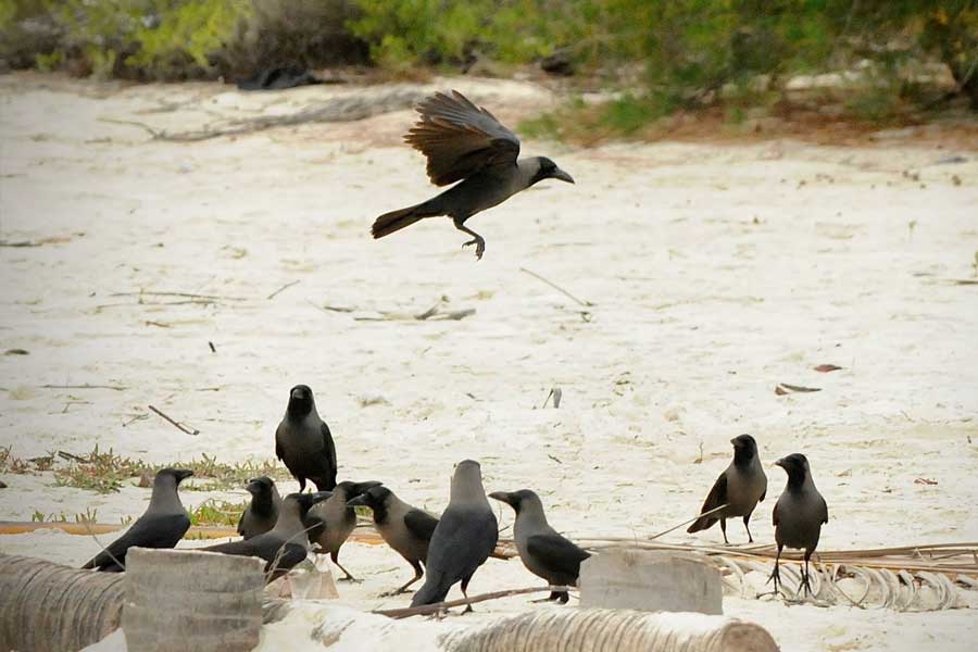 US officials may kill thousands of barred owls and Kenya plan to kill crow