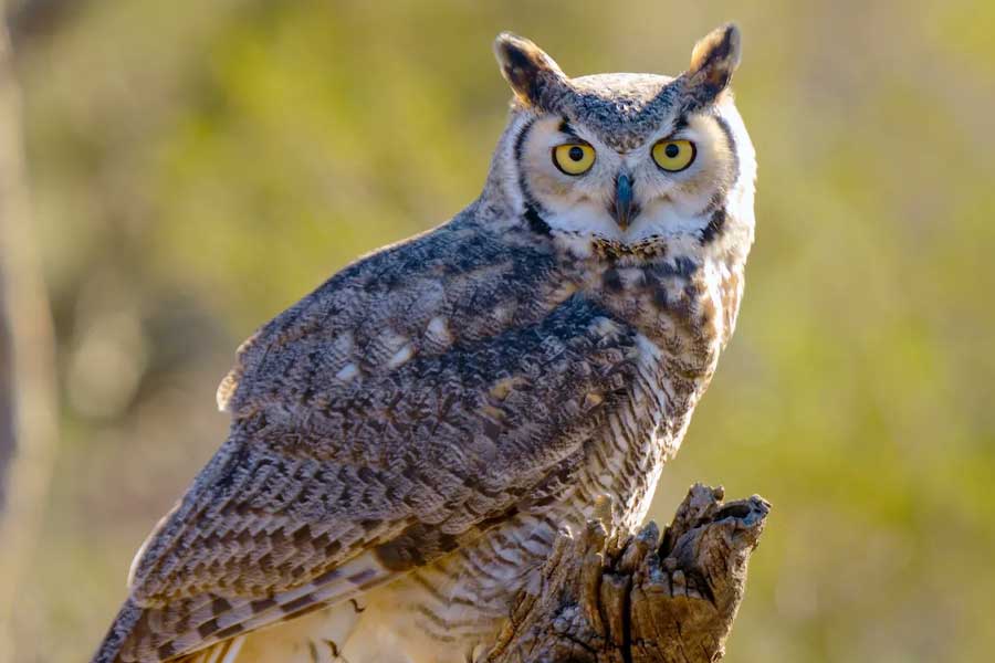 US officials may kill thousands of barred owls and Kenya plan to kill crow