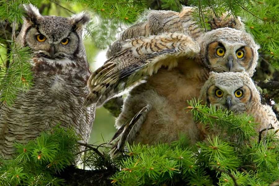 US officials may kill thousands of barred owls and Kenya plan to kill crow