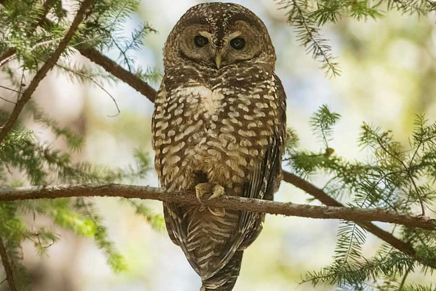 US officials may kill thousands of barred owls and Kenya plan to kill crow
