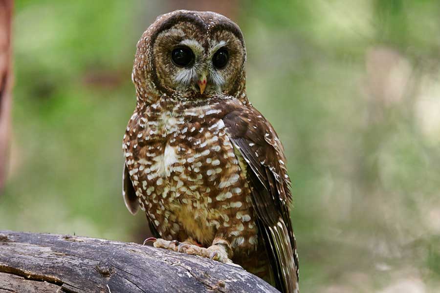 US officials may kill thousands of barred owls and Kenya plan to kill crow