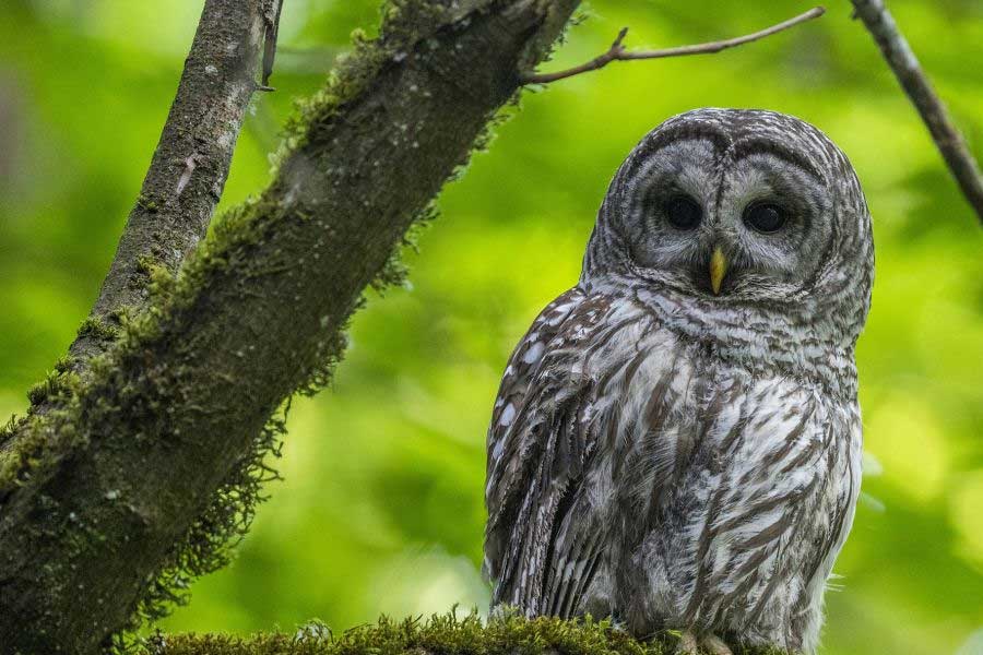 US officials may kill thousands of barred owls and Kenya plan to kill crow
