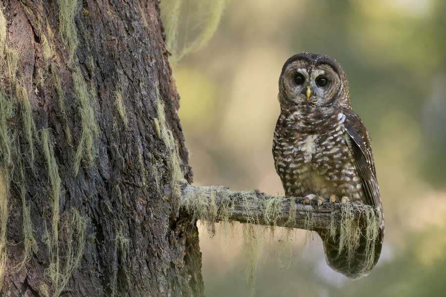 US officials may kill thousands of barred owls and Kenya plan to kill crow