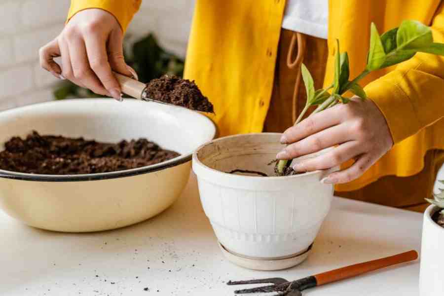 Tips to Make Homemade Fertilizers for plants