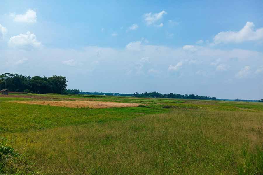 বৃষ্টির অভাবে ধূ-ধূ করছে মাঠ। পাঁশকুড়ার ধারন্দায়।