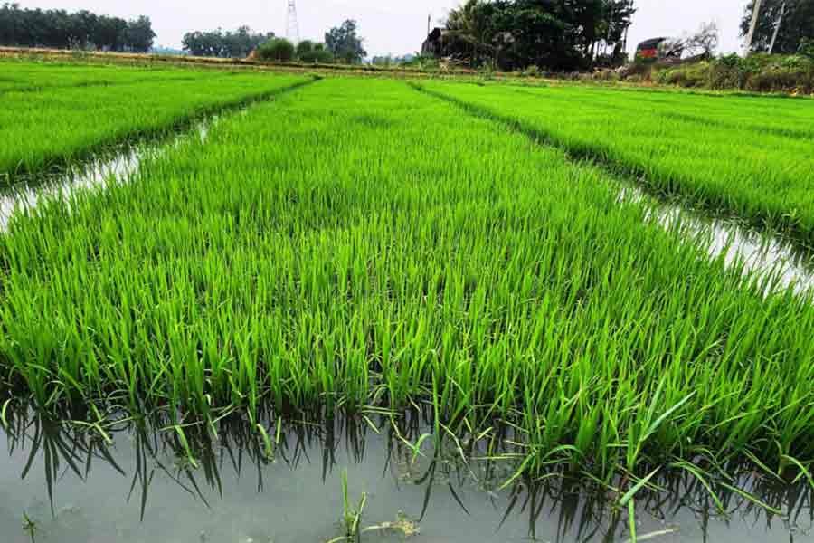 ধানজমিতে দাঁড়িয়েছে জল। গোঘাটের কাঁঠালি পচাখালিতে।