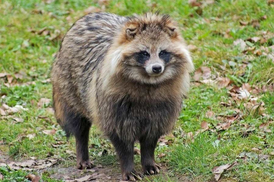 As per the scientists, Raccoon dogs are responsible for carrying corona virus, speculation rises