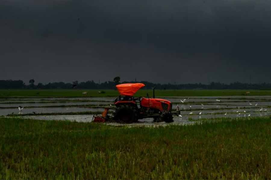 বৃষ্টি হতেই জমিতে তো চলছে ট্রাক্টর দিয়ে হাল বহানোর কাজ। বালুরঘাটের ভুশিলা গ্রামে।