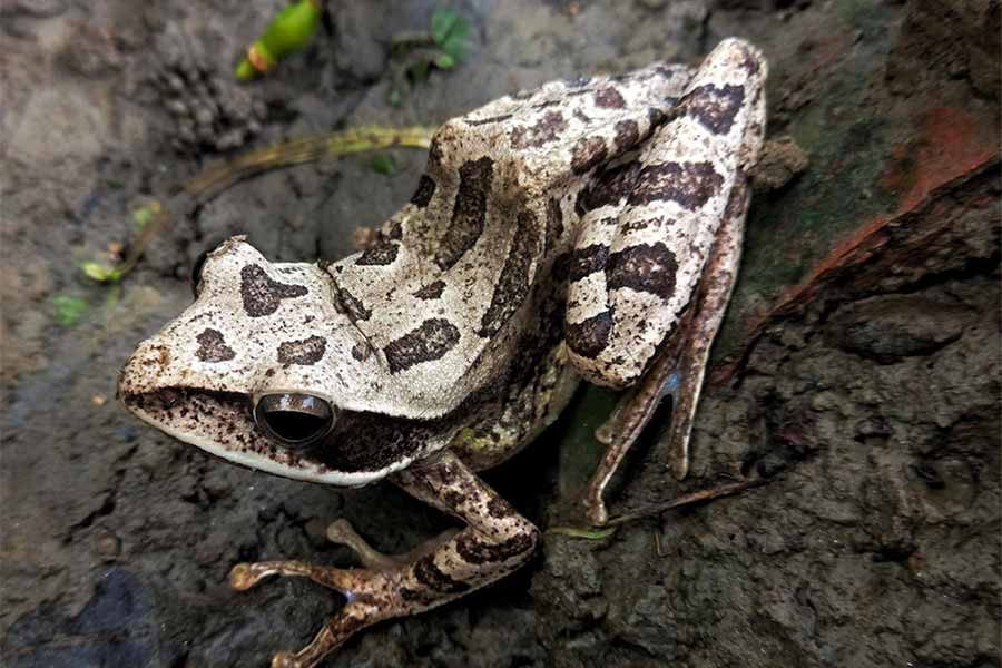 এই সেই উড়ুক্কু ব্যাঙ।