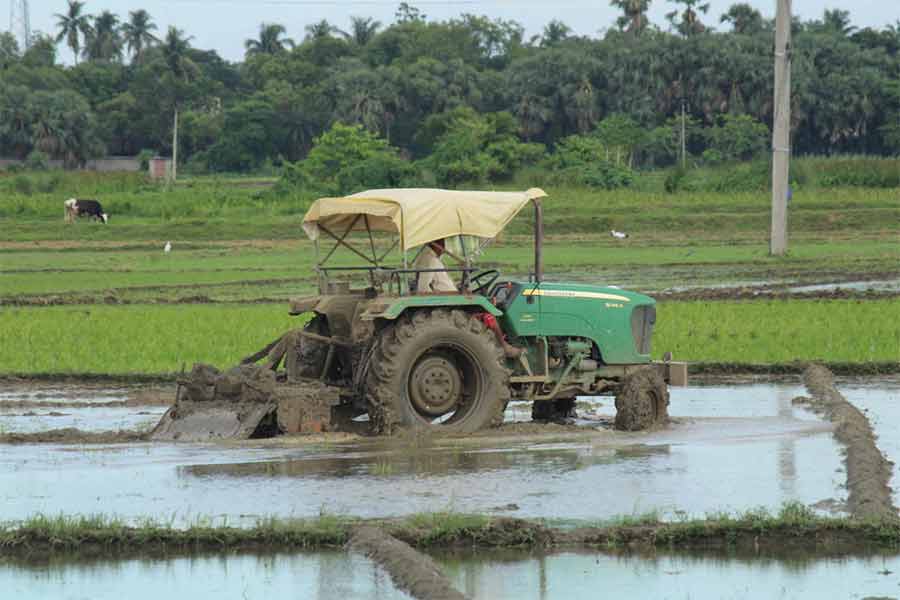 আমন ধান চাষের প্রস্তুতি। কালনার মধুপুরে।