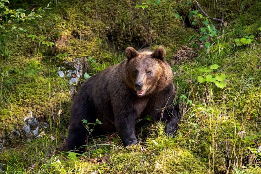 Romania to kill nearly over 500 bears, after 19 year old hiker’s death this year 