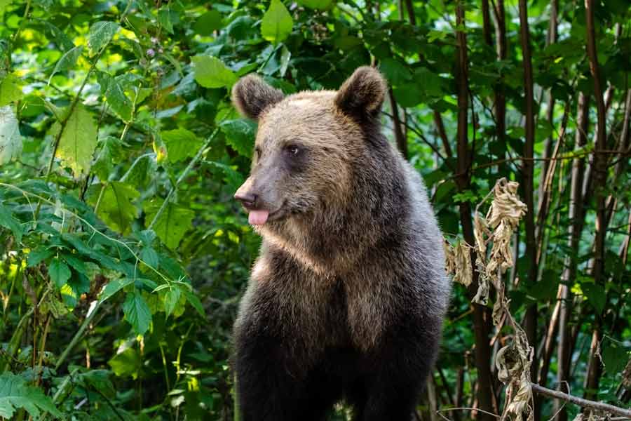 Romania to kill nearly over 500 bears, after 19 year old hiker’s death this year 