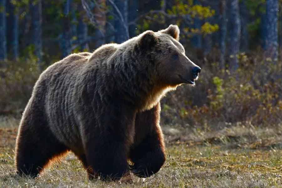 Romania to kill nearly over 500 bears, after 19 year old hiker’s death this year 