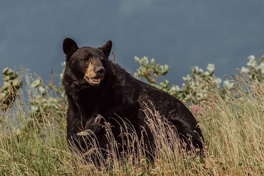 Romania to kill nearly over 500 bears, after 19 year old hiker’s death this year 
