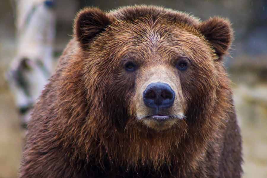 Romania to kill nearly over 500 bears, after 19 year old hiker’s death this year 