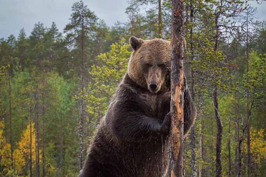 Romania to kill nearly over 500 bears, after 19 year old hiker’s death this year 