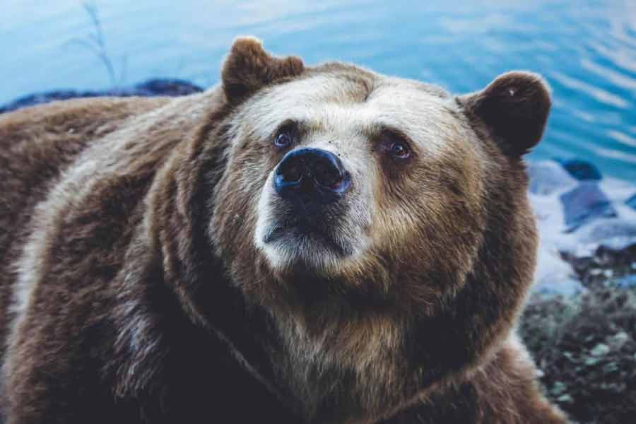 Romania to kill nearly over 500 bears, after 19 year old hiker’s death this year 