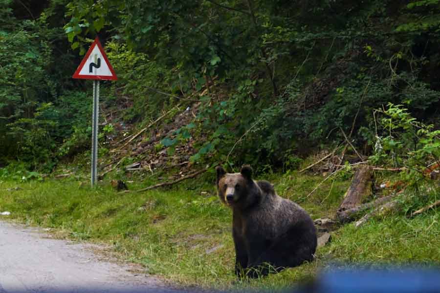 Romania to kill nearly over 500 bears, after 19 year old hiker’s death this year 